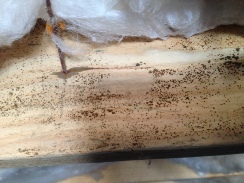 Mold Home Inspection