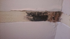 Mold Inspection Frequently Asked Questions