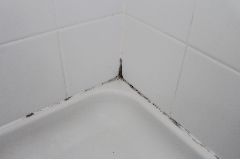 Mold In Bathroom Tub