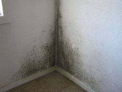 Mold In Corner Of Room