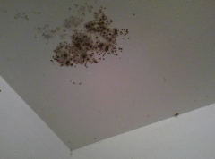 Mold On Ceiling