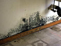 Mold On Wall